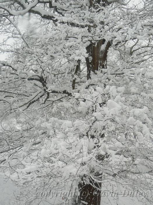 Snow, Greenwich Park P1070270.JPG